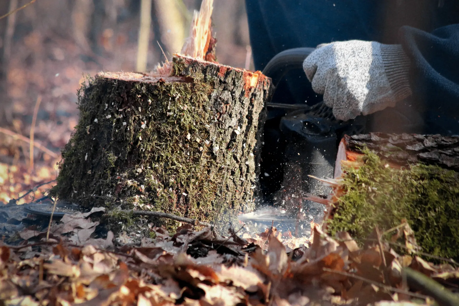 Stump Grinding Bath, Corston and Midford