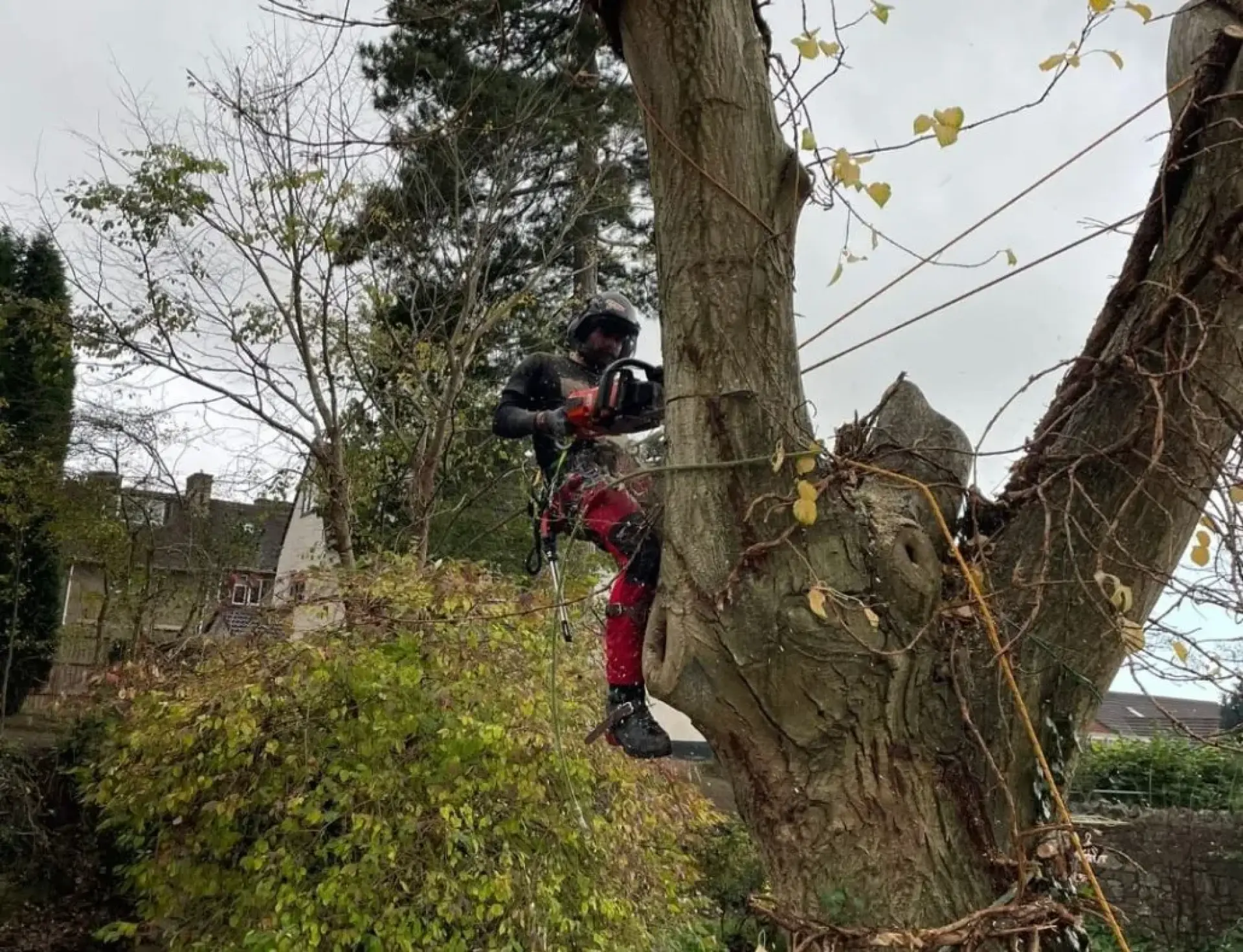 Emergency Tree Surgeons Bath, Corston and Midford