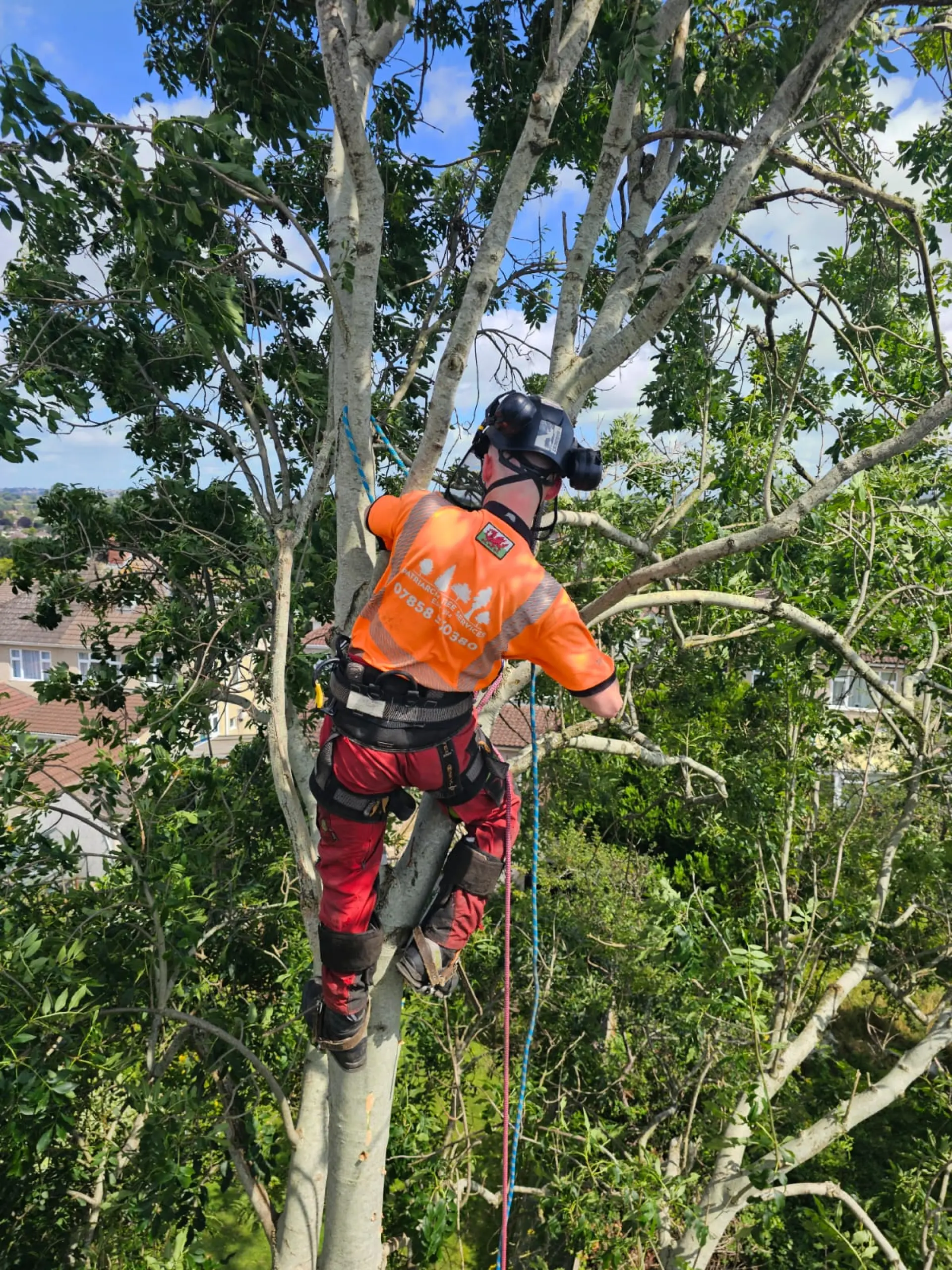 Emergency Tree Surgeons Bath, Corston and Midford